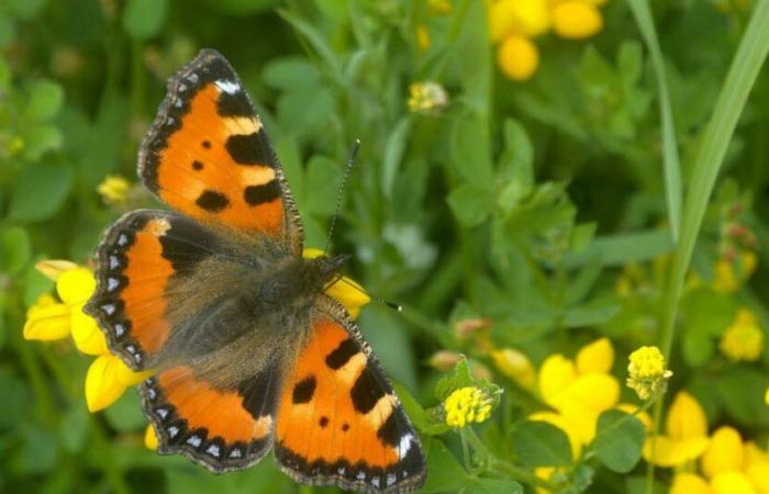 environ 120 espèces de papillons