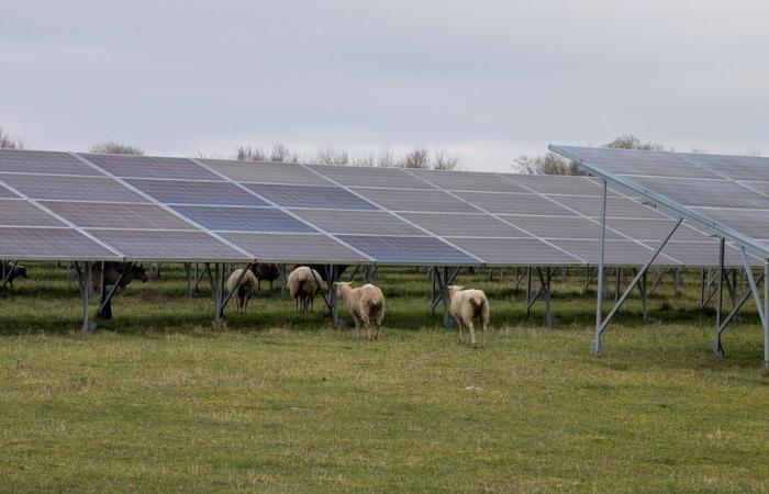 Cette friche militaire française transformée en prairie agrivoltaïque livre ses premiers enseignements