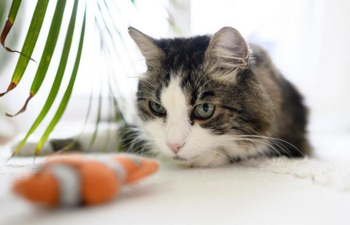 un chat retrouve sa famille onze ans après une fugue