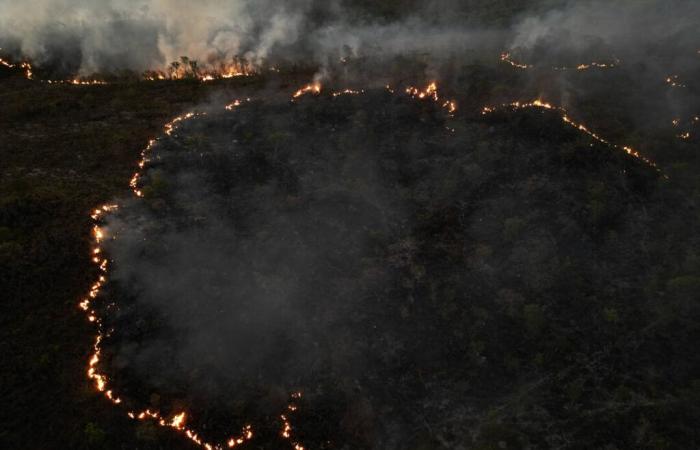 Au Brésil, la superficie des forêts brûlées a augmenté de 79 % l’année dernière