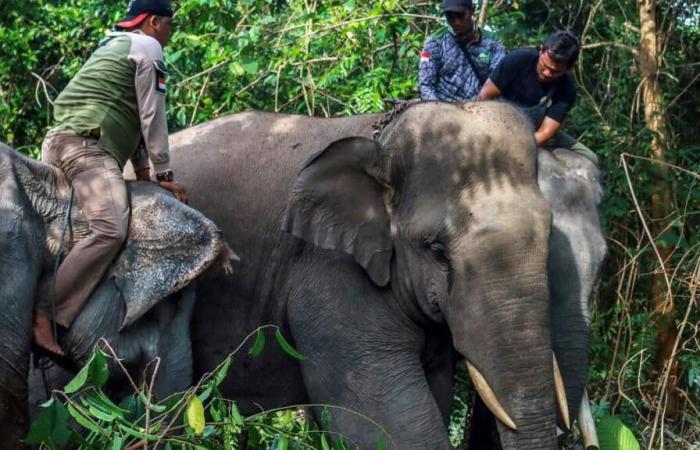 les éléphants ne sont pas des humains, selon un tribunal