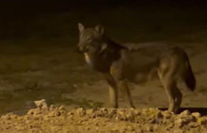 Filmé par un habitant en pleine nuit, un loup s’est-il aventuré aux portes de Limoux, dans l’Aude ?