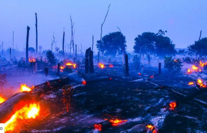 le bilan inquiétant des incendies en Amazonie