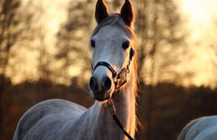 One Voice porte plainte « au nom des animaux tués à Gigean »