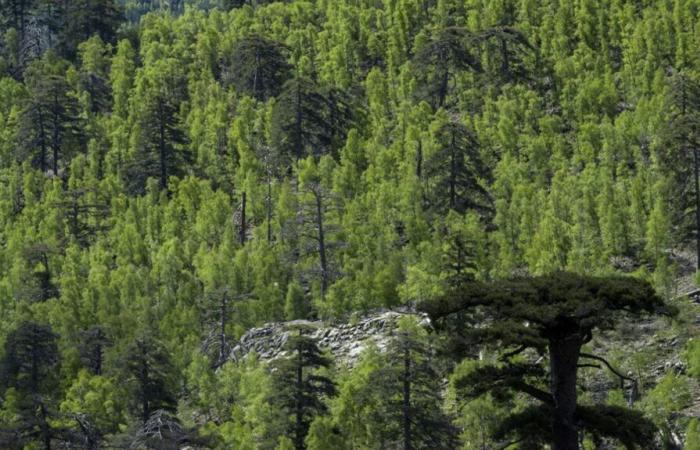 Une grande partie des forêts de montagne en France est menacée par le changement climatique, selon une étude