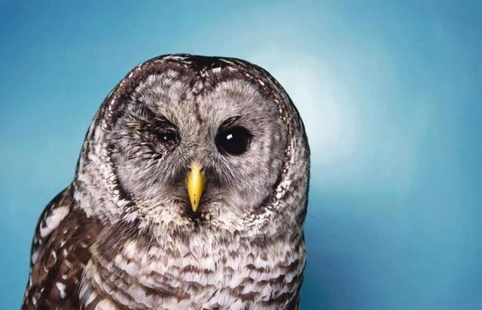 À Cergy-Pontoise, les animaux à l’honneur lors d’un festival photo