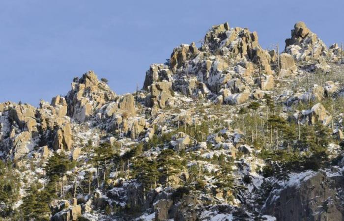 La moitié des forêts de montagne sont en danger en France métropolitaine – Libération