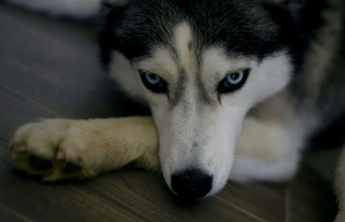 les pompiers sauvent un husky de la noyade