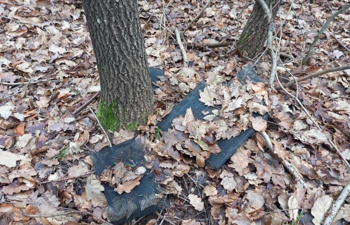 Des tonnes de plastique polluent les forêts des Yvelines