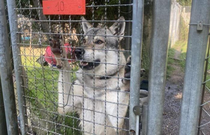 Moselle. Des loups ont-ils vraiment été aperçus dans les rues d’Uckange ?