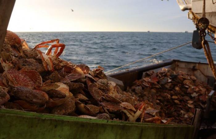 Bientôt une usine dans le Calvados pour broyer les coquilles Saint-Jacques vides et les recycler