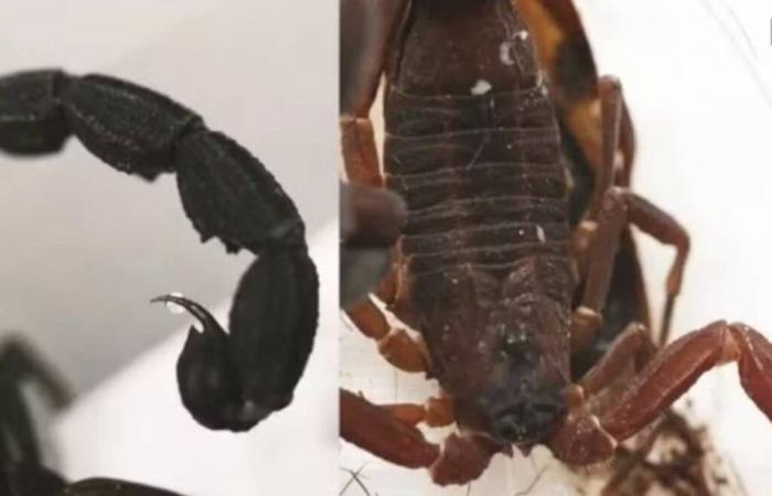 Découverte en Colombie d’une nouvelle espèce de scorpion qui « pulvérise » du venin ! Faut-il s’inquiéter ?