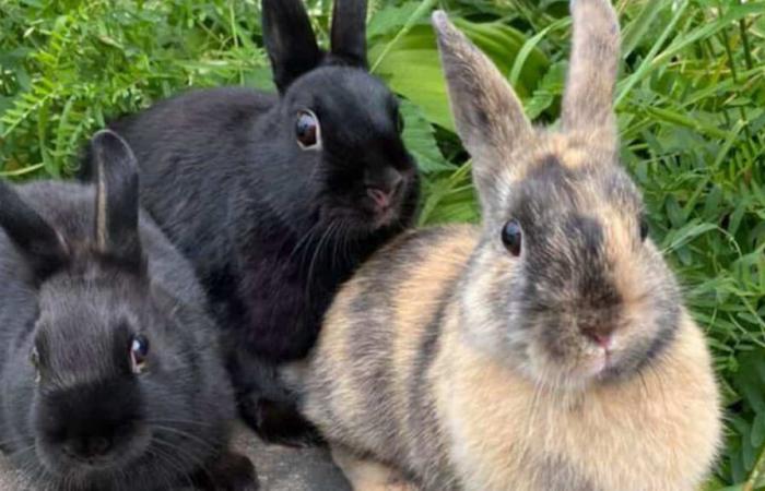 Un tueur en série présumé de lapins arrêté au Japon