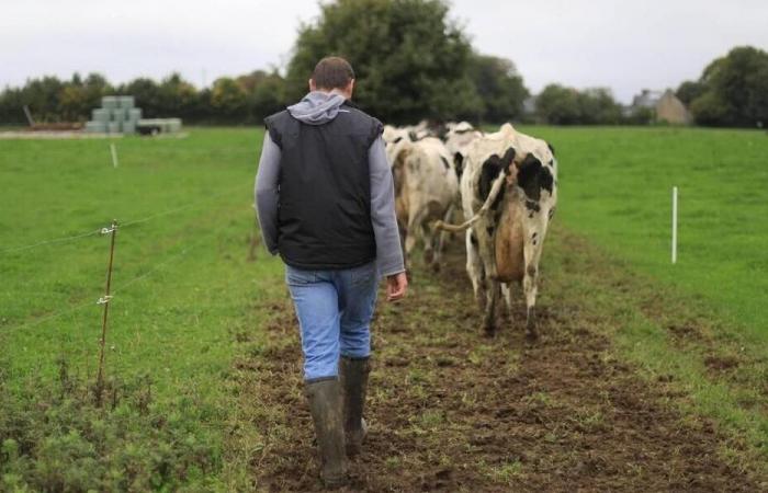 Dans la Manche, l’élection 2025 à la Chambre d’agriculture en chiffres