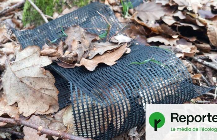 Des tonnes de plastique polluent les forêts des Yvelines