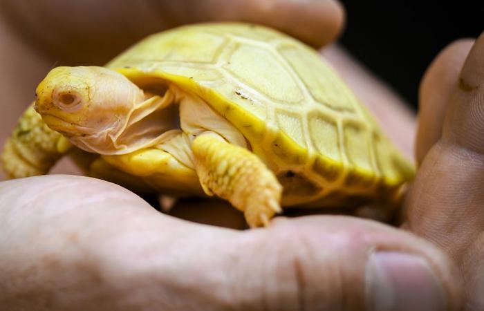 naissance rare d’une tortue albinos