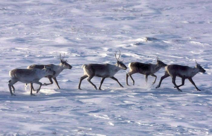 Changement climatique et transmission accrue des infections des animaux aux humains ?