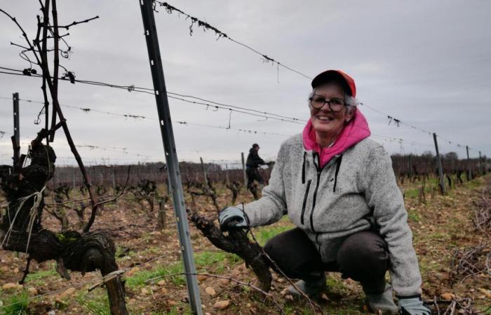 « J’ai choisi la vigne par défaut, j’y suis resté par amour du métier », ils trouvent leur chemin vers l’emploi via le travail à la vigne