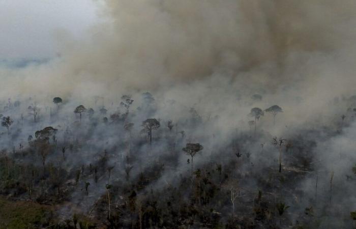 CARTE. Visualisez le déclenchement des feux de végétation au Brésil, quelques mois avant la COP30 en Amazonie