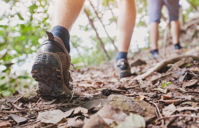 6 belles forêts près de Montréal pour se promener