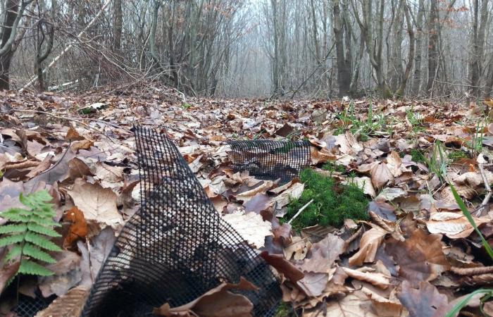 Des tonnes de plastique polluent les forêts des Yvelines