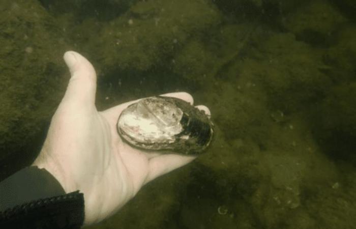 “On ne s’attendait pas du tout à les trouver à Paris car elles sont menacées !”, des moules d’eau douce que l’on croyait éteintes, identifiées dans la Seine