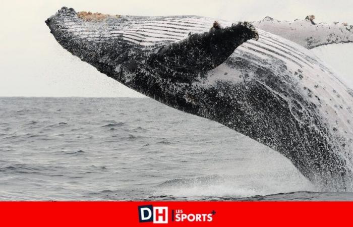 Pourquoi les baleines à bosse sont-elles de plus en plus présentes au large de nos côtes ?