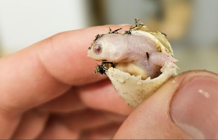 un bébé tortue albinos est né à la Ferme aux Crocodiles de Pierrelatte