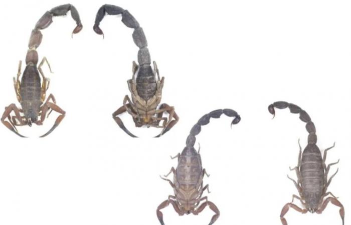 Découverte en Colombie d’une nouvelle espèce de scorpion qui « pulvérise » du venin ! Faut-il s’inquiéter ?