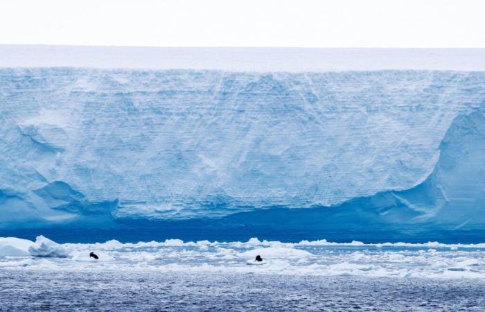 Le plus grand iceberg du monde va frapper une île britannique, et c’est un désastre pour la planète