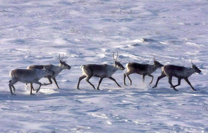 Le changement climatique pourrait augmenter le risque de maladies zoonotiques