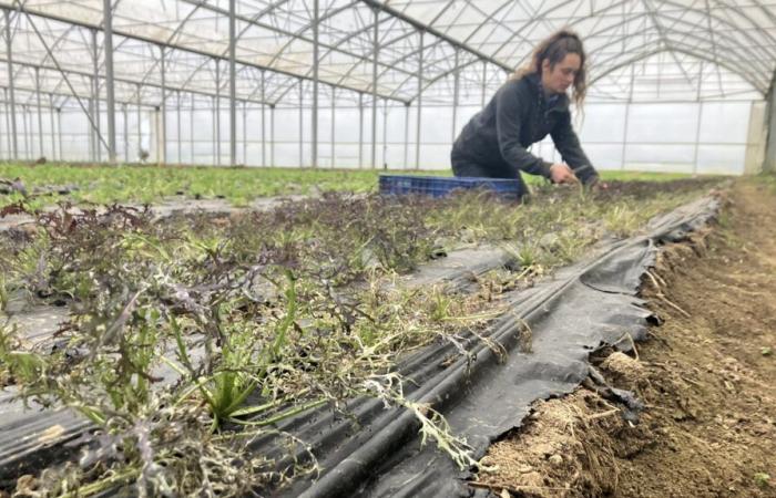 En Indre-et-Loire, un acarien menace le maraîchage