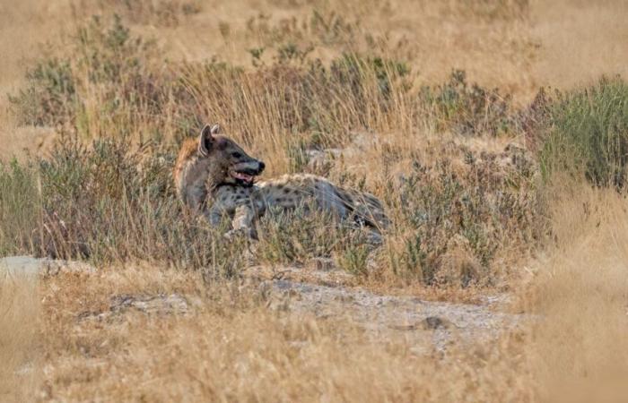 Cet animal trouvé en Égypte après 5 000 ans d’absence