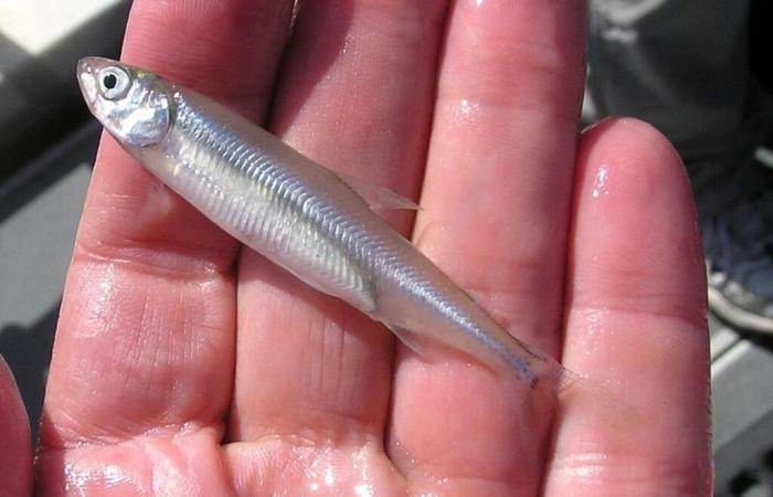 Un petit poisson «bouc émissaire» de Trump après les incendies de Los Angeles