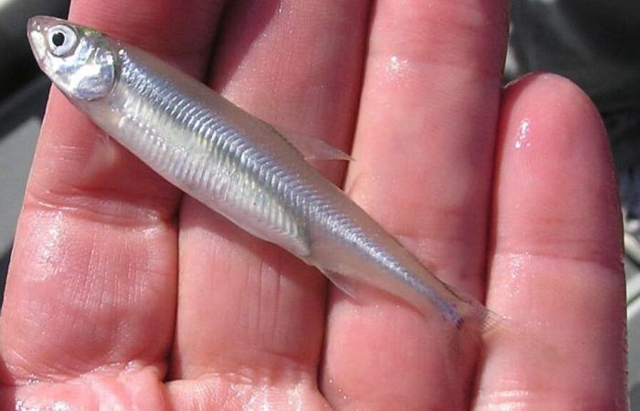 un petit poisson «bouc émissaire» pour Trump