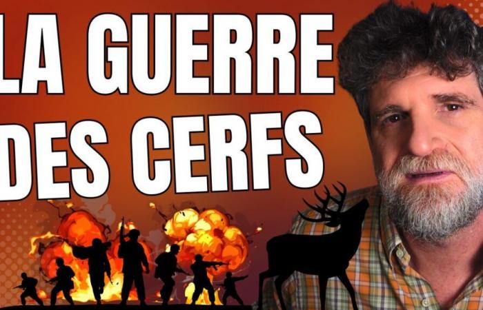 Vidéo – ????La guerre du cerf????