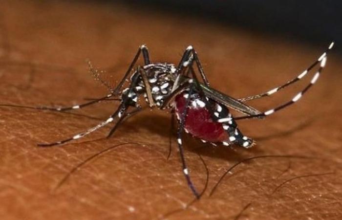 La situation épidémiologique de la dengue est « globalement stable » en Martinique