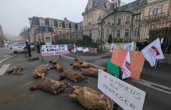 Une cinquantaine de moutons tués en Haute-Marne