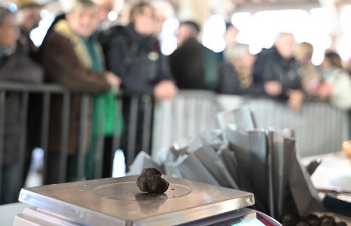 “Oh, ne pousse pas comme ça, ce n’est pas de l’or non plus!” Succès éblouissant pour le premier marché de truffes dans le GERS