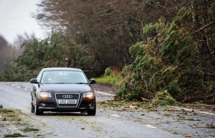 Un homme décède après la chute d’un arbre sur une voiture en Irlande