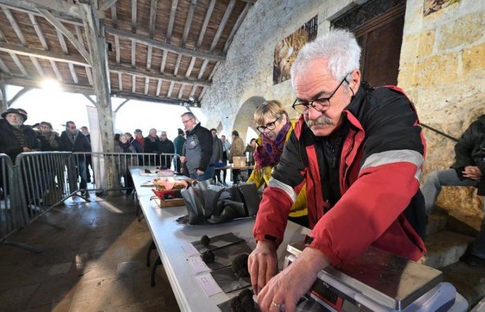 “Oh, ne pousse pas comme ça, ce n’est pas de l’or non plus!” Succès éblouissant pour le premier marché de truffes dans le GERS