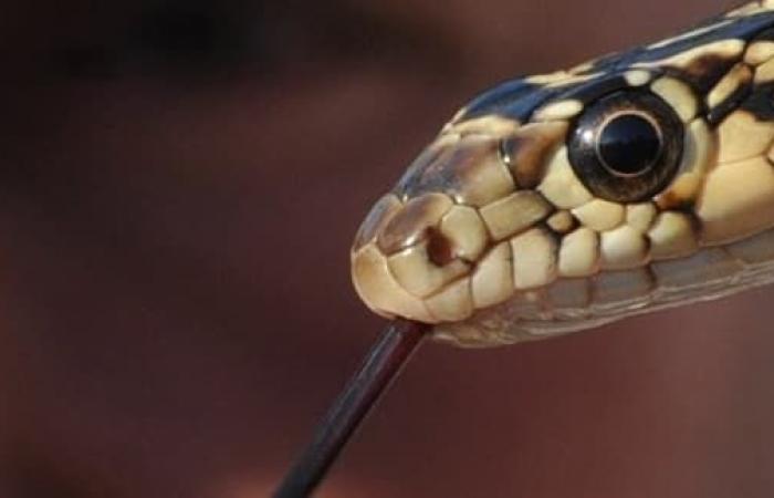 Un serpent capturé après avoir été retrouvé dans le rayon conserves d’un Auchan