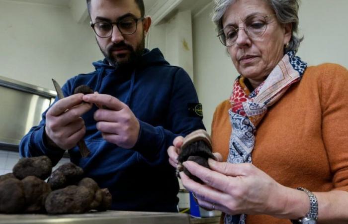 Vaucluse. « La truffe noire est une énigme » : une saison mi-figue mi-raisin