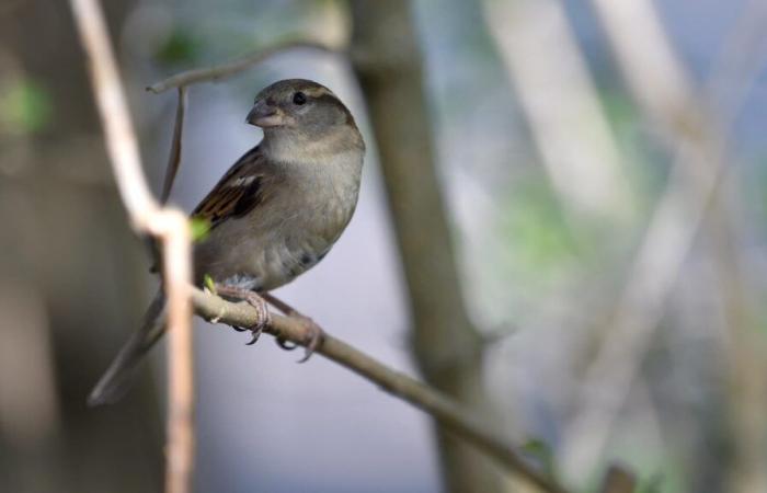 Comment participer au comptage des oiseaux organisés ce week-end en France