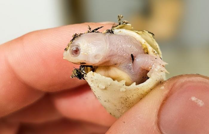 «Un événement extrêmement rare! »… Une tortue albinos est née à Drôme