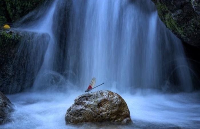 Voici les 11 gagnants de cette célèbre compétition dédiée à la photographie en gros plan