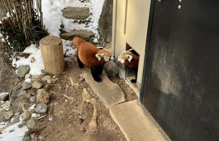 Lettre américaine | “Le monde a besoin de plus de pandas”