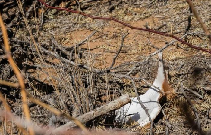 56 corps retrouvés dans des fosses communes clandestines