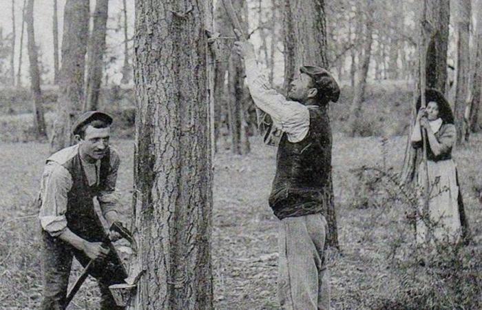 Ephémérise // C’était en janvier… l’hiver de l’arbre en résine