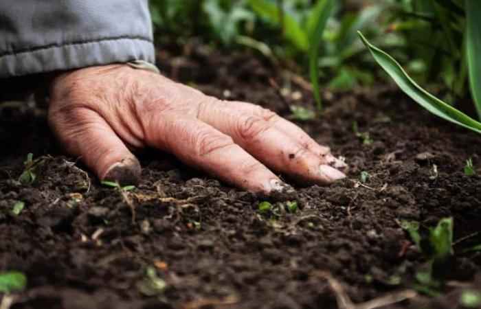 Phosphate marocain accusé de contenir trop de cadium